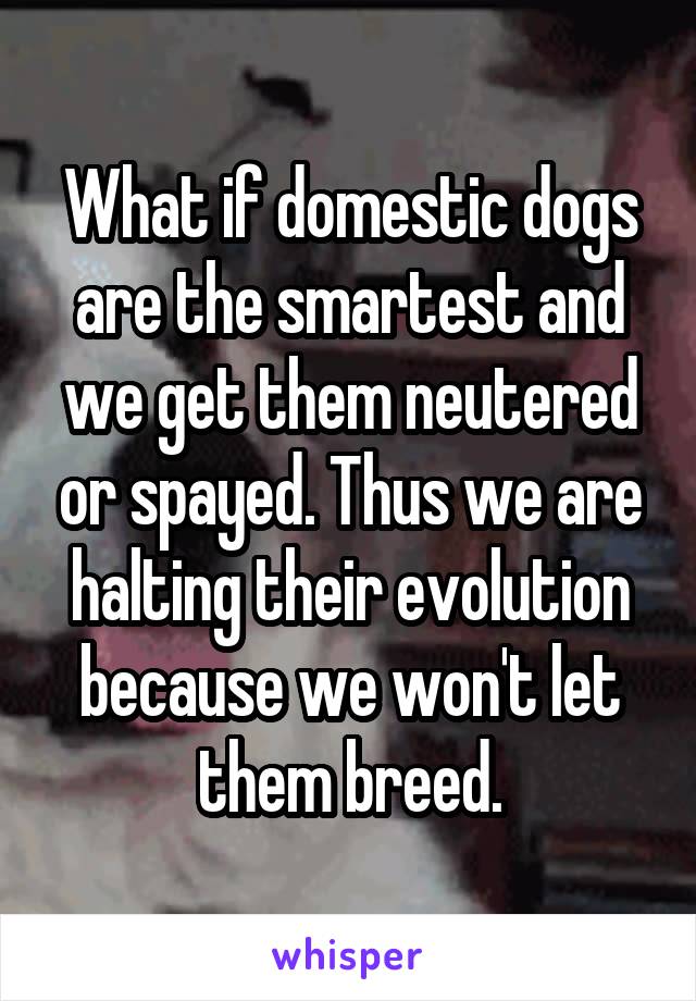 What if domestic dogs are the smartest and we get them neutered or spayed. Thus we are halting their evolution because we won't let them breed.