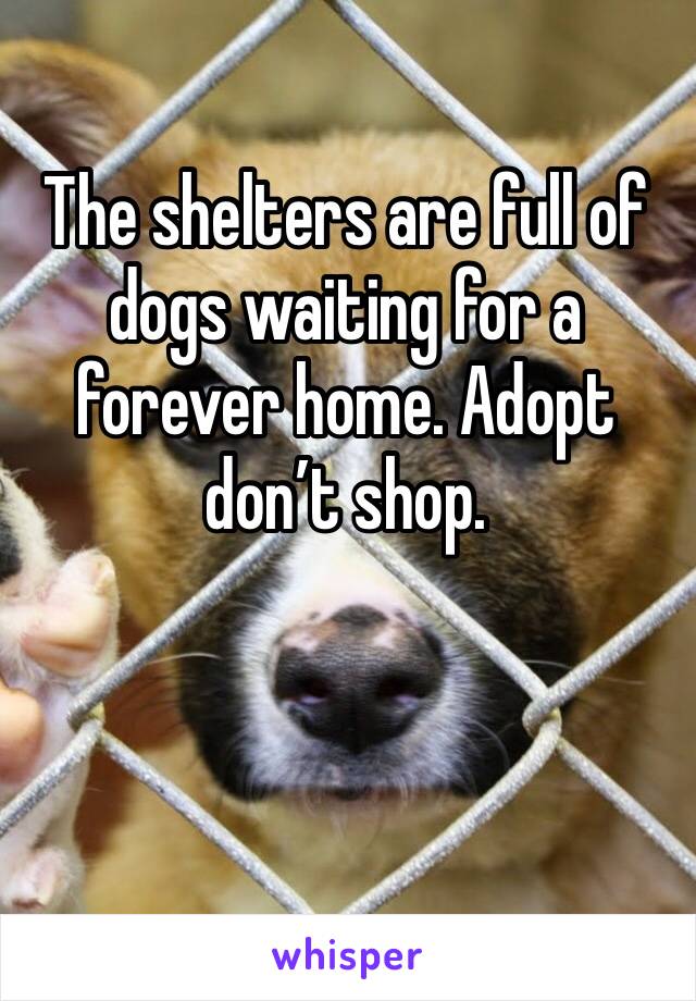 The shelters are full of dogs waiting for a forever home. Adopt don’t shop. 