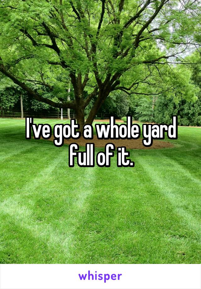 I've got a whole yard full of it.