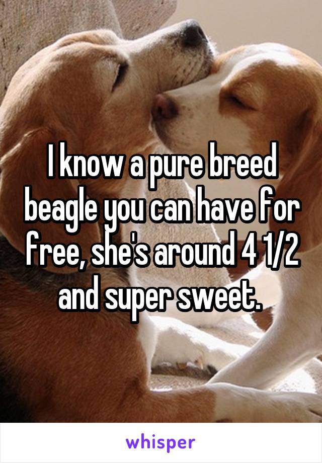I know a pure breed beagle you can have for free, she's around 4 1/2 and super sweet. 