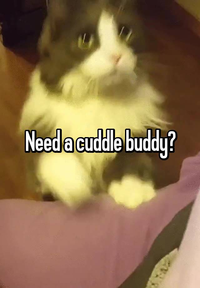 need-a-cuddle-buddy