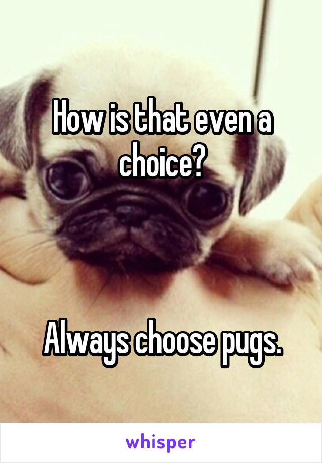 How is that even a choice?



Always choose pugs.