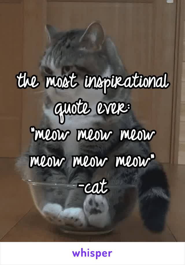 the most inspirational quote ever:
”meow meow meow meow meow meow”
-cat