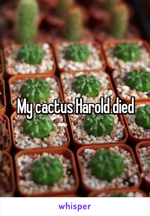 My cactus Harold died