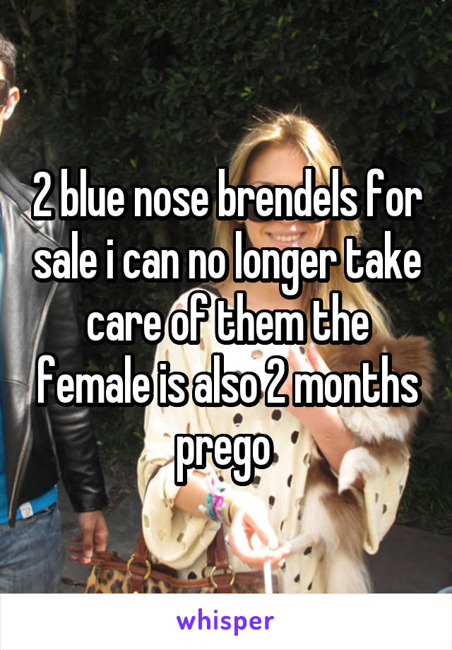 2 blue nose brendels for sale i can no longer take care of them the female is also 2 months prego 