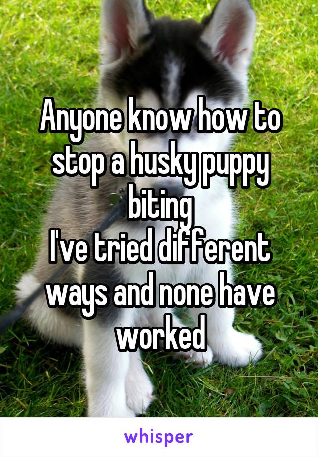 Anyone know how to stop a husky puppy biting
I've tried different ways and none have worked