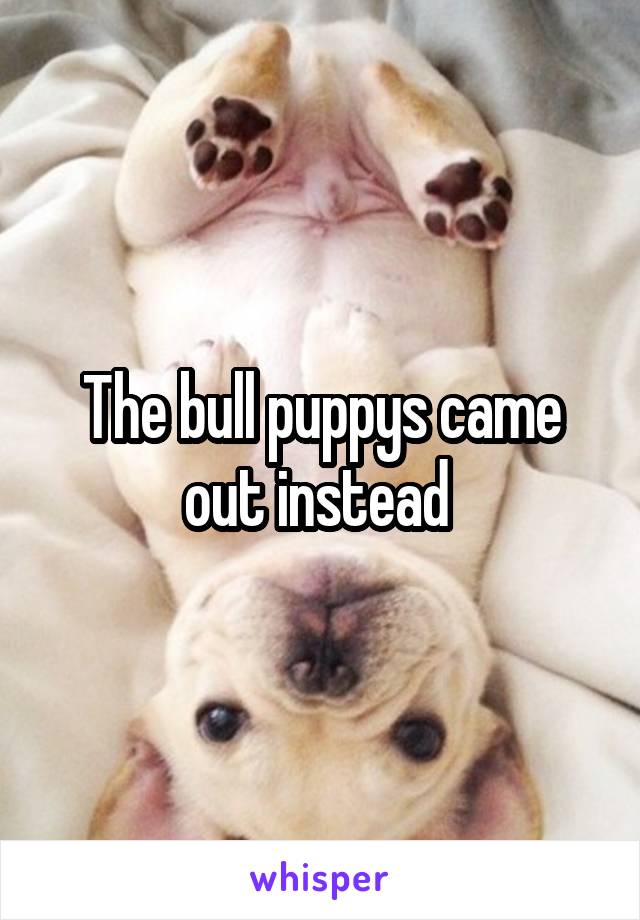 The bull puppys came out instead 