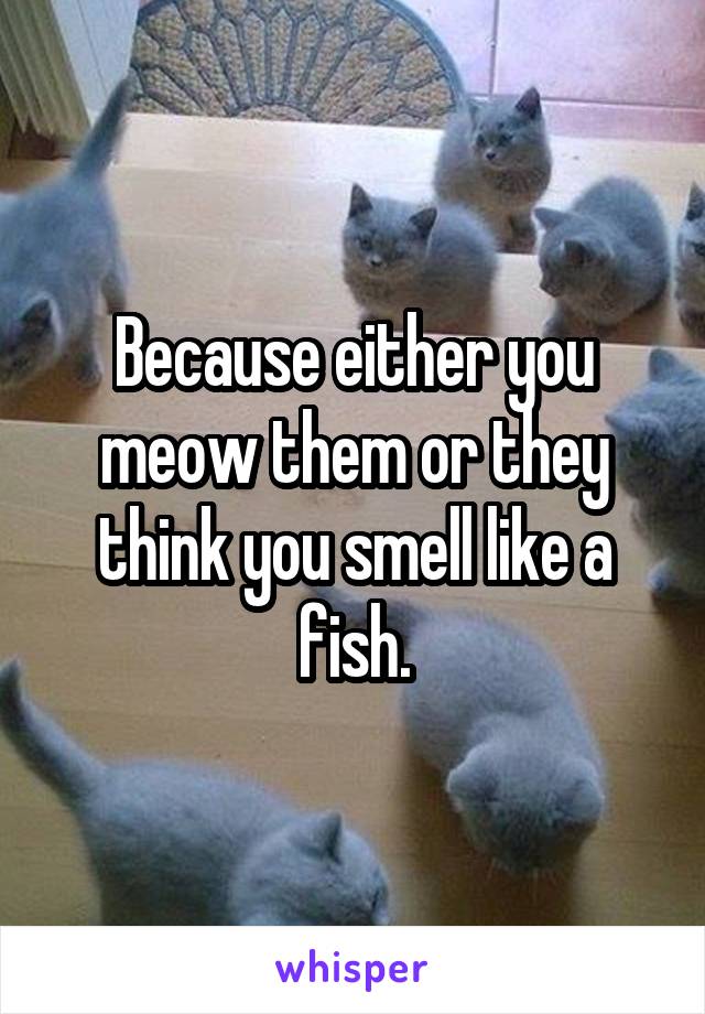 Because either you meow them or they think you smell like a fish.