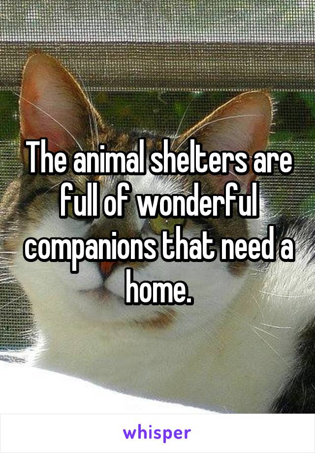 The animal shelters are full of wonderful companions that need a home.
