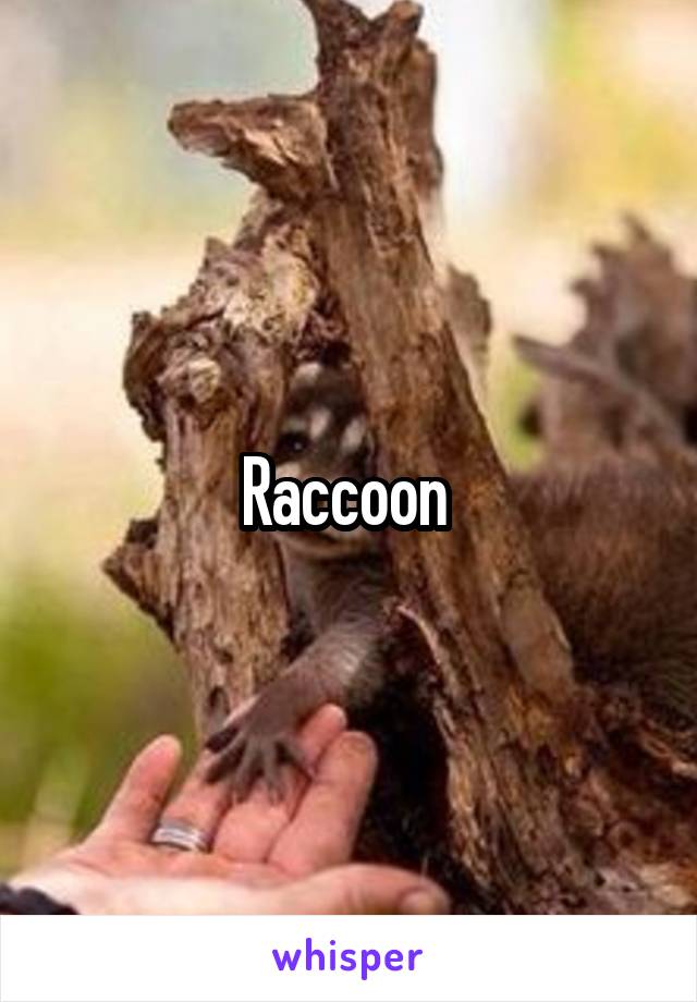 Raccoon 