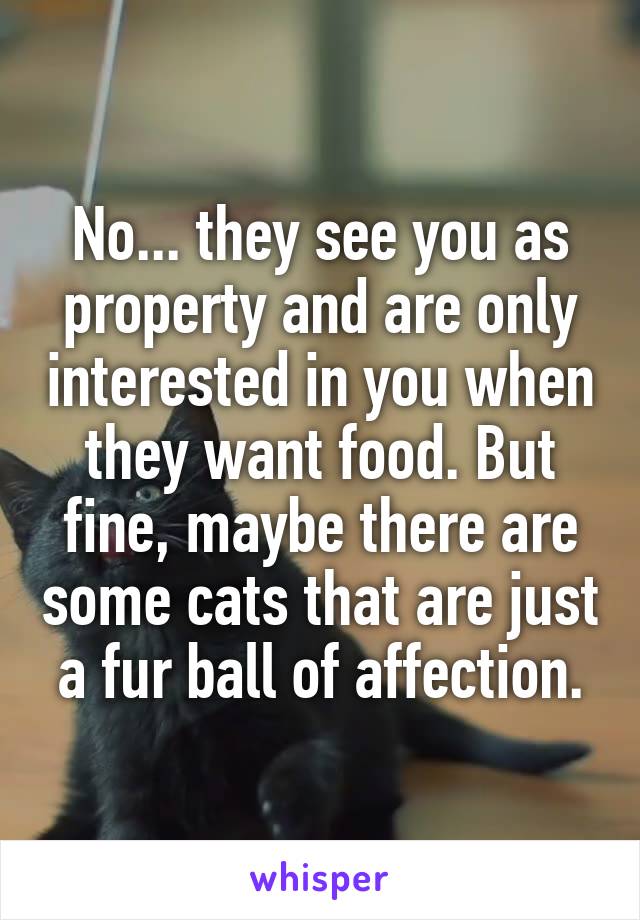 No... they see you as property and are only interested in you when they want food. But fine, maybe there are some cats that are just a fur ball of affection.