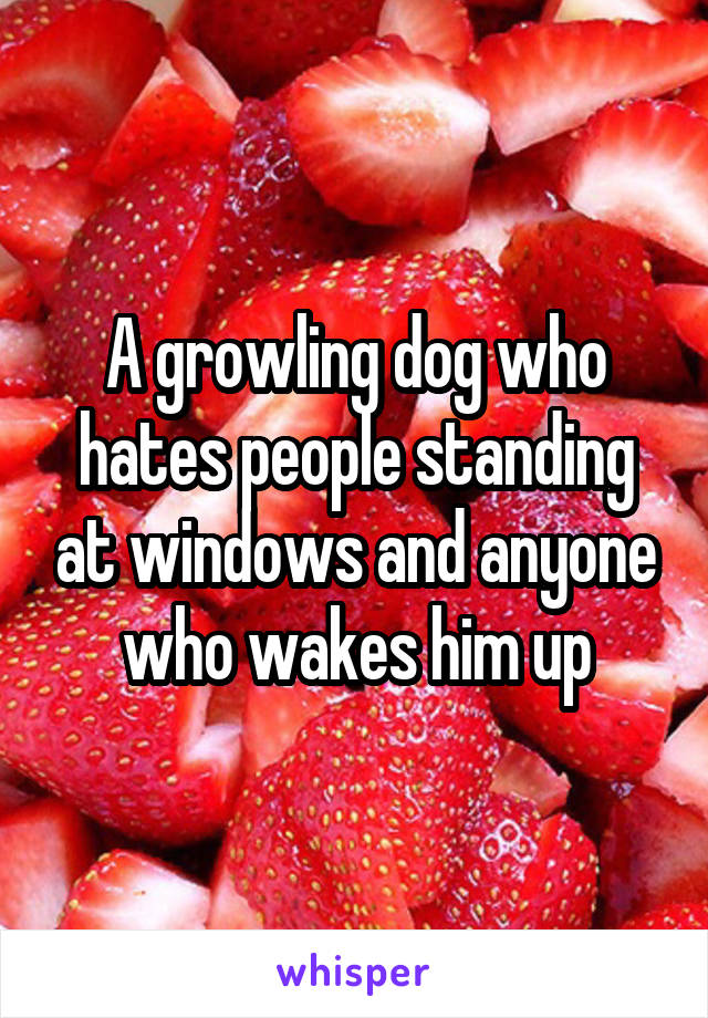 A growling dog who hates people standing at windows and anyone who wakes him up