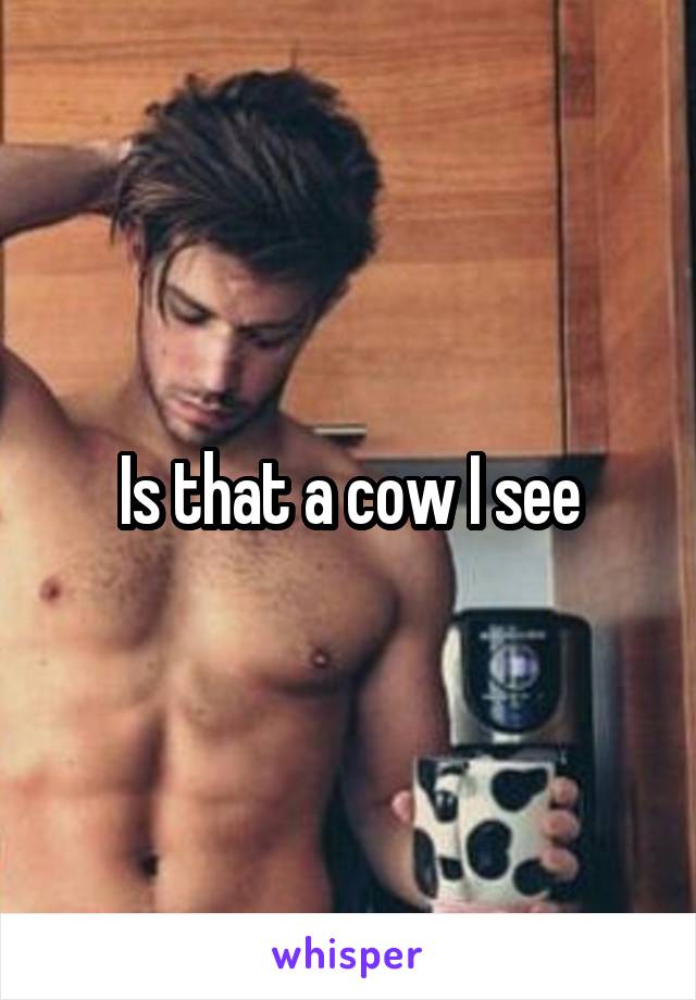 Is that a cow I see