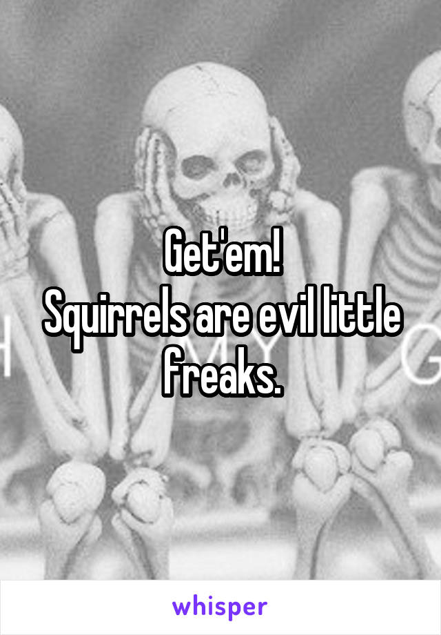 Get'em!
Squirrels are evil little freaks.