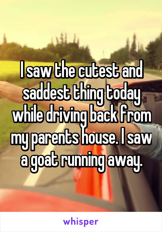 I saw the cutest and saddest thing today while driving back from my parents house. I saw a goat running away.