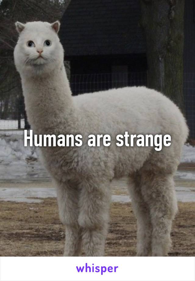 Humans are strange