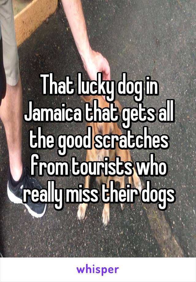 That lucky dog in Jamaica that gets all the good scratches from tourists who really miss their dogs