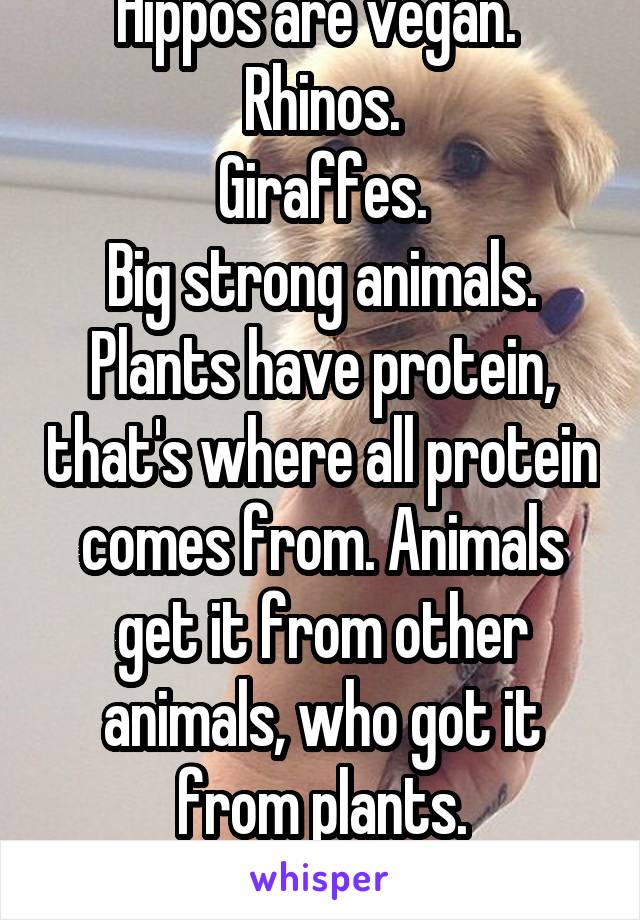 Hippos are vegan. 
Rhinos.
Giraffes.
Big strong animals.
Plants have protein, that's where all protein comes from. Animals get it from other animals, who got it from plants. Understand?