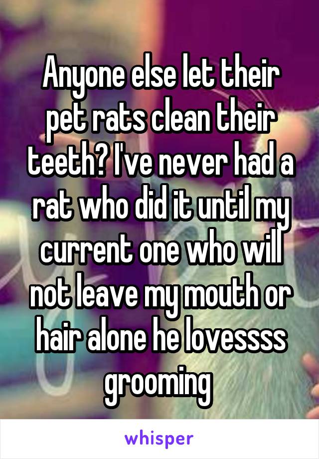 Anyone else let their pet rats clean their teeth? I've never had a rat who did it until my current one who will not leave my mouth or hair alone he lovessss grooming 