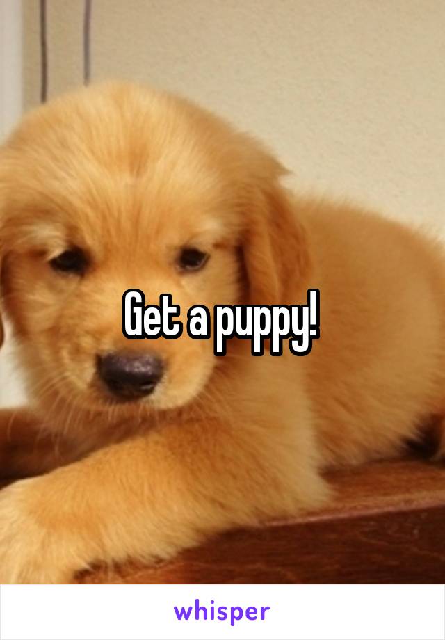 Get a puppy! 