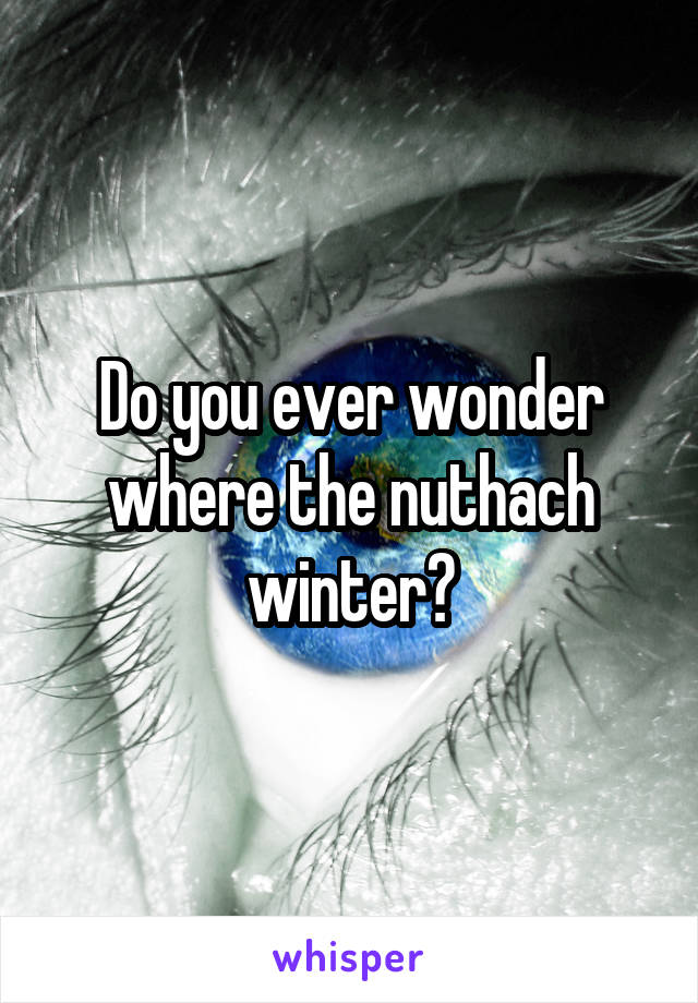 Do you ever wonder where the nuthach winter?