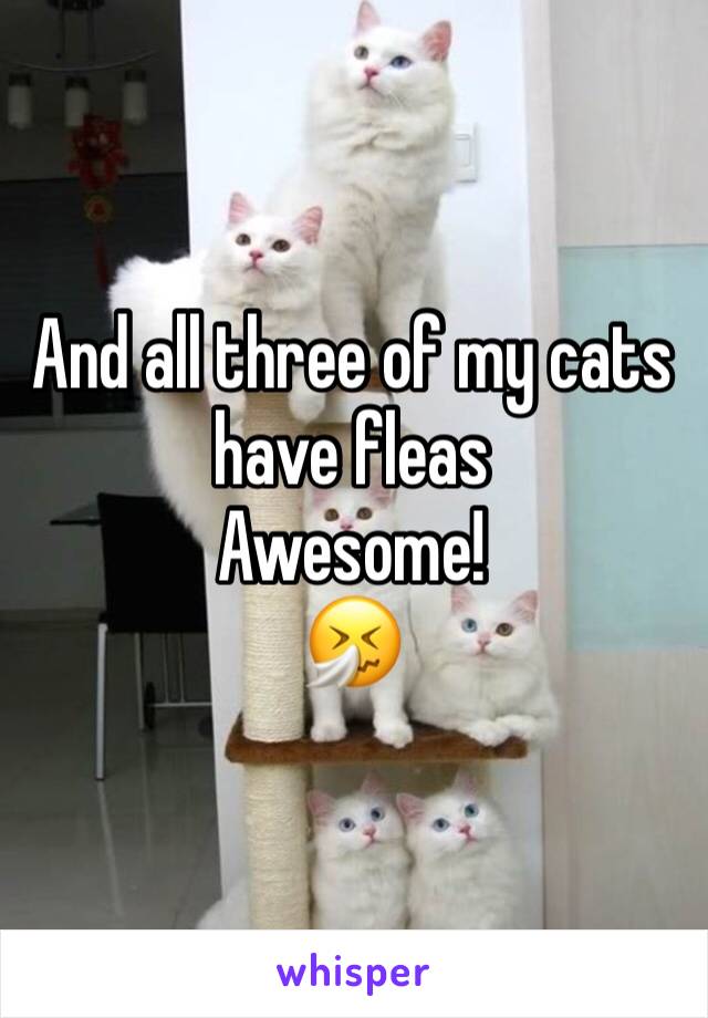 And all three of my cats have fleas
Awesome! 
🤧