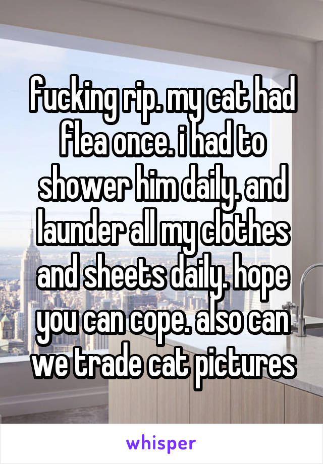 fucking rip. my cat had flea once. i had to shower him daily. and launder all my clothes and sheets daily. hope you can cope. also can we trade cat pictures