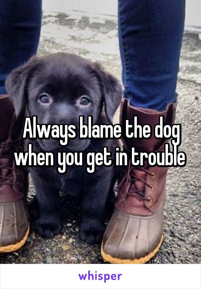 Always blame the dog when you get in trouble 
