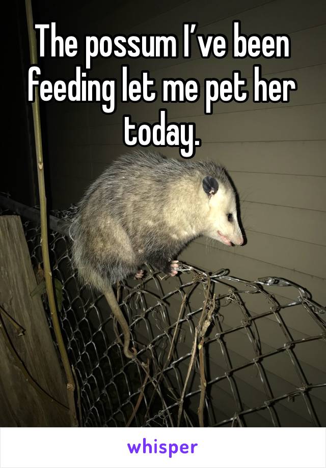 The possum I’ve been feeding let me pet her today. 