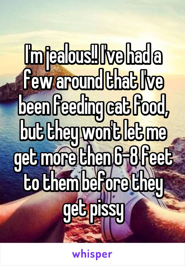I'm jealous!! I've had a few around that I've been feeding cat food, but they won't let me get more then 6-8 feet to them before they get pissy