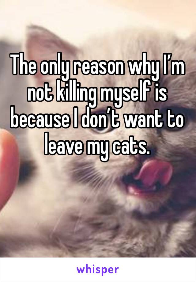The only reason why I’m not killing myself is because I don’t want to leave my cats.
