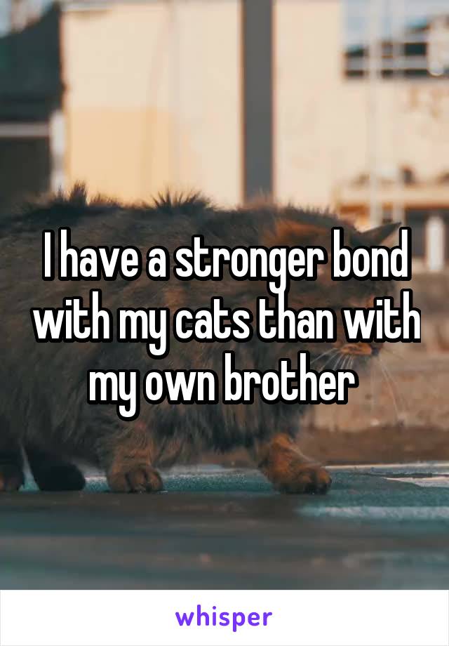 I have a stronger bond with my cats than with my own brother 