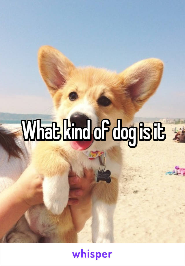 What kind of dog is it