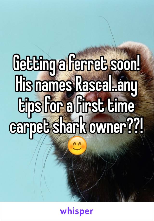 Getting a ferret soon! His names Rascal..any tips for a first time carpet shark owner??!😊