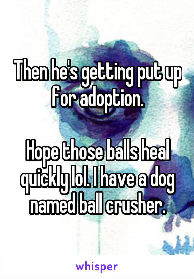 Then he's getting put up for adoption.

Hope those balls heal quickly lol. I have a dog named ball crusher.