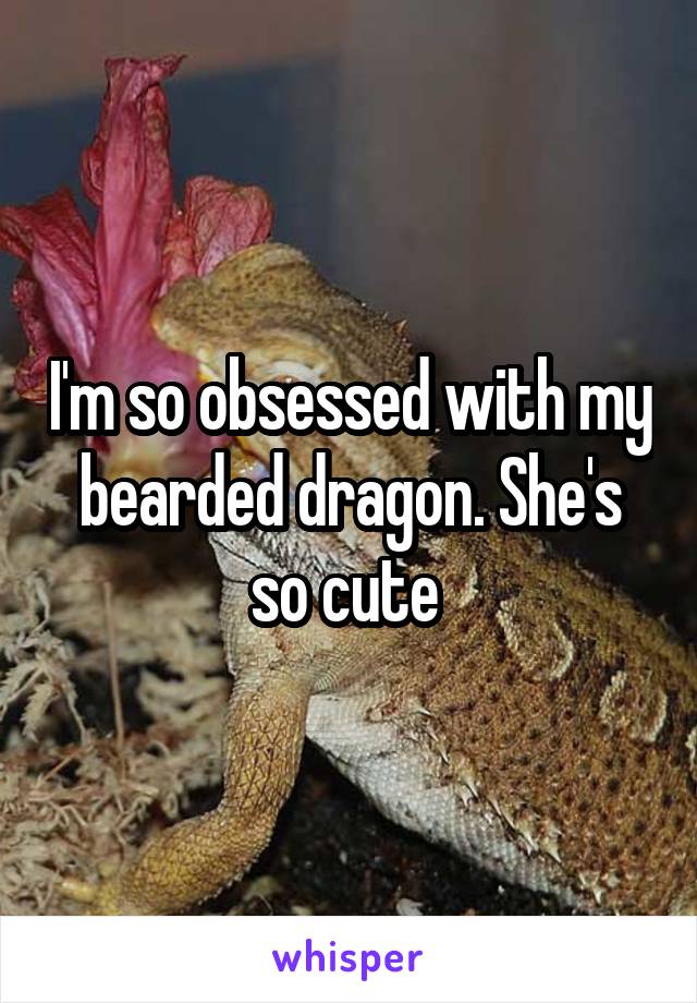 I'm so obsessed with my bearded dragon. She's so cute 