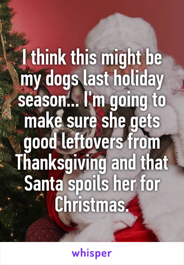 I think this might be my dogs last holiday season... I'm going to make sure she gets good leftovers from Thanksgiving and that Santa spoils her for Christmas.