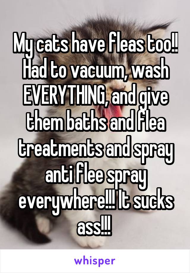 My cats have fleas too!! Had to vacuum, wash EVERYTHING, and give them baths and flea treatments and spray anti flee spray everywhere!!! It sucks ass!!! 