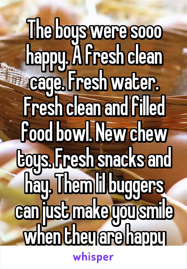 The boys were sooo happy. A fresh clean cage. Fresh water. Fresh clean and filled food bowl. New chew toys. Fresh snacks and hay. Them lil buggers can just make you smile when they are happy