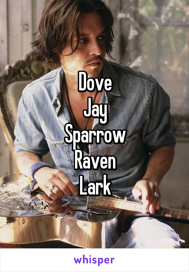 Dove
Jay
Sparrow
Raven
Lark