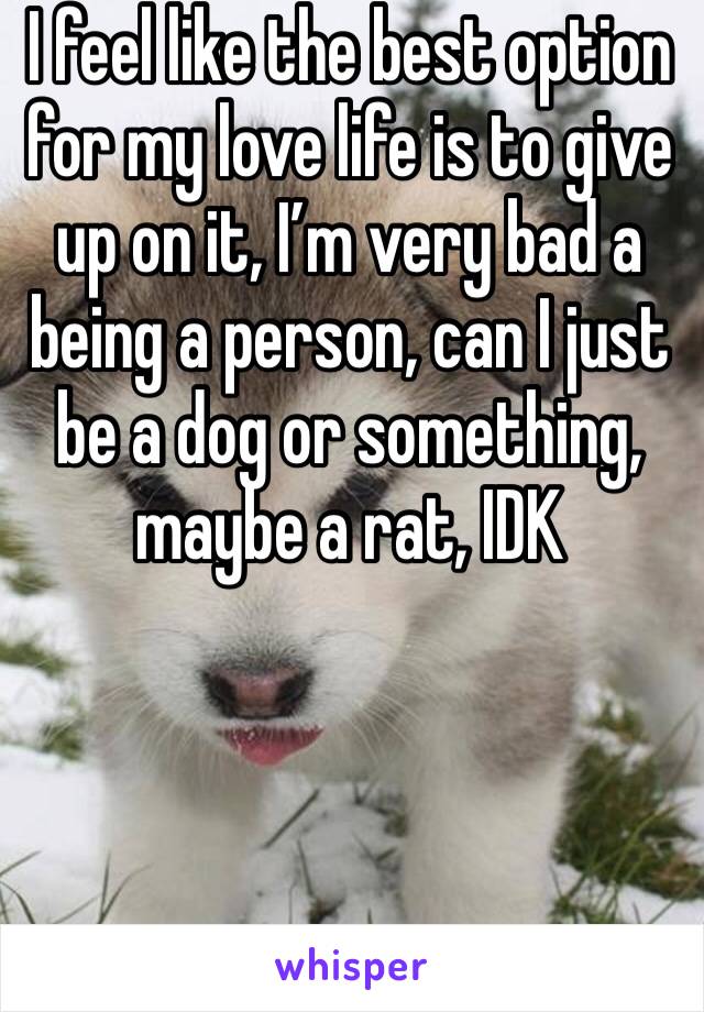 I feel like the best option for my love life is to give up on it, I’m very bad a being a person, can I just be a dog or something, maybe a rat, IDK