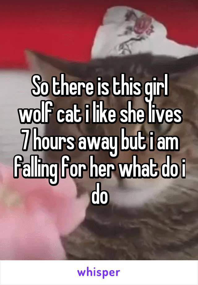 So there is this girl wolf cat i like she lives 7 hours away but i am falling for her what do i do