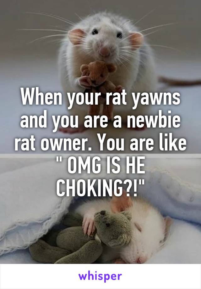 When your rat yawns and you are a newbie rat owner. You are like " OMG IS HE CHOKING?!"