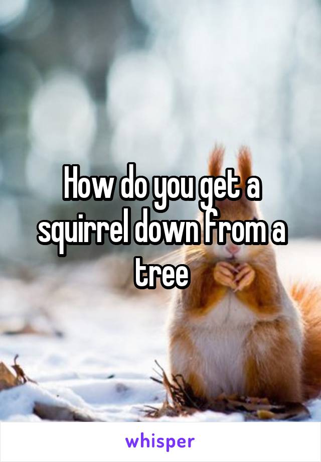 How do you get a squirrel down from a tree