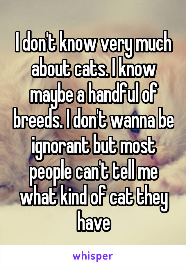 I don't know very much about cats. I know maybe a handful of breeds. I don't wanna be ignorant but most people can't tell me what kind of cat they have