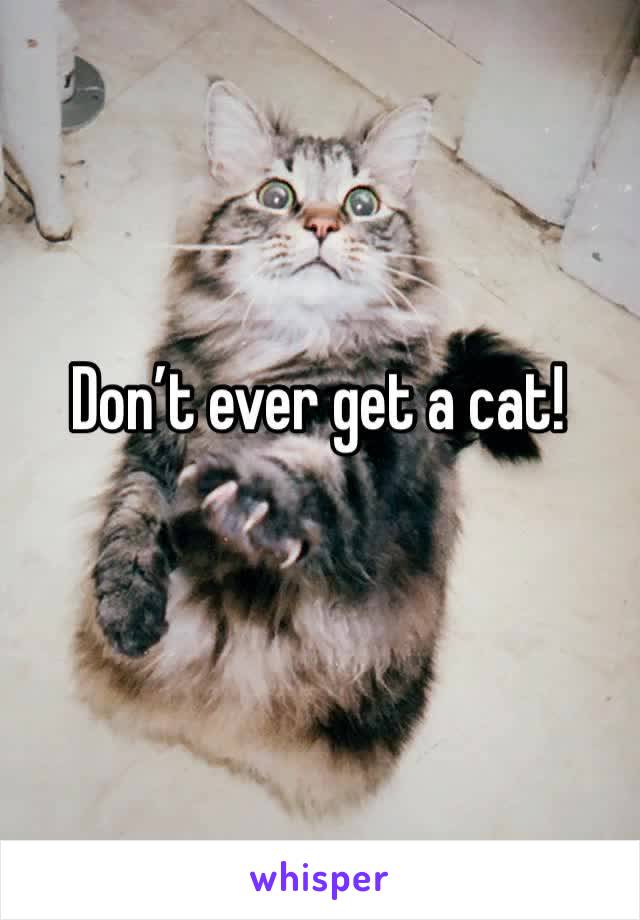 Don’t ever get a cat!