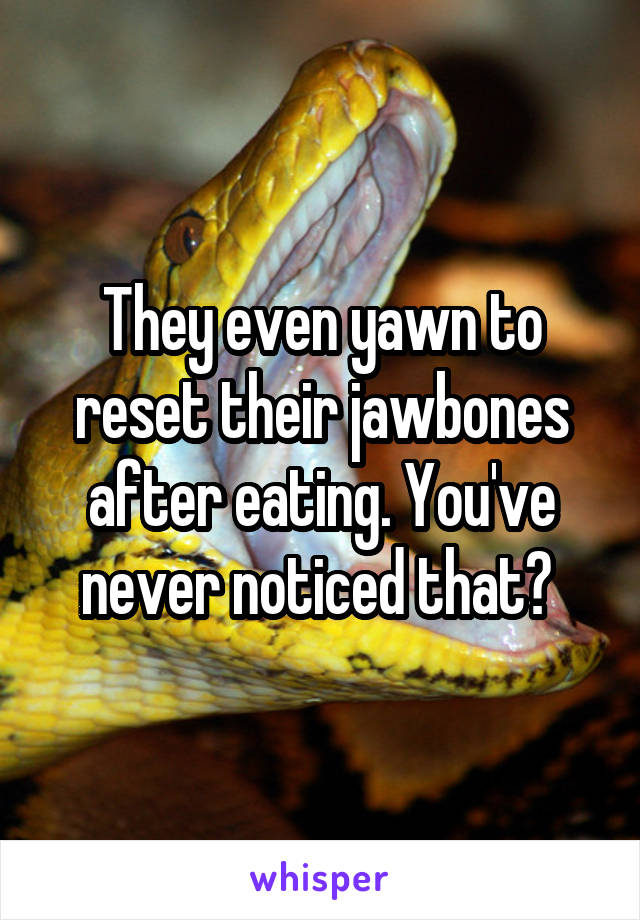They even yawn to reset their jawbones after eating. You've never noticed that? 