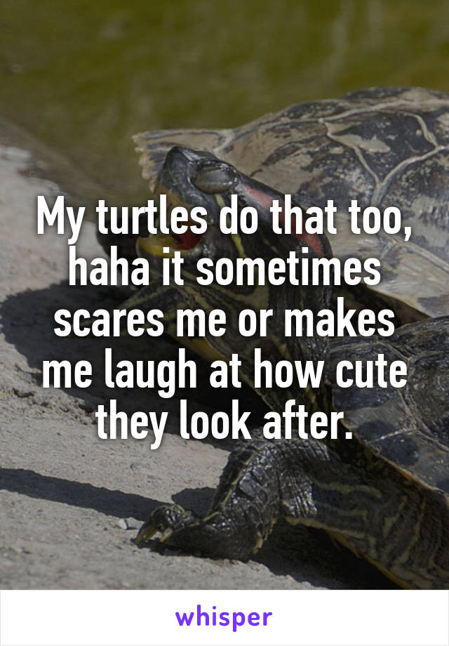 My turtles do that too, haha it sometimes scares me or makes me laugh at how cute they look after.