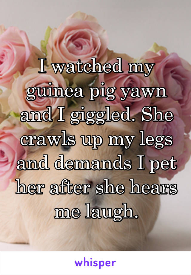 I watched my guinea pig yawn and I giggled. She crawls up my legs and demands I pet her after she hears me laugh.