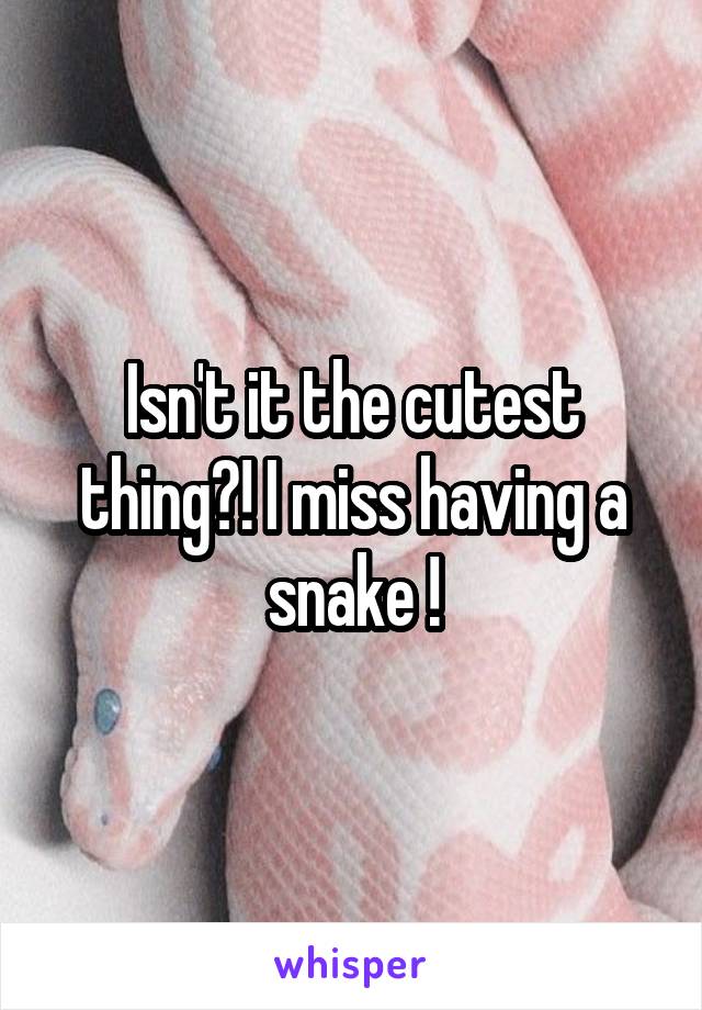 Isn't it the cutest thing?! I miss having a snake !